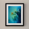 Fascination - Framed Open Edition Print