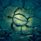 Honu Rocks - Original Oil Painting - 16x20